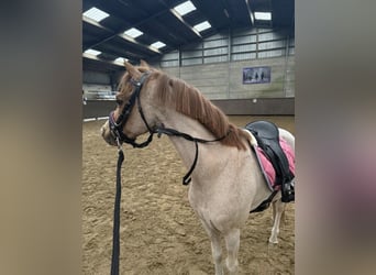 Welsh B, Gelding, 18 years, 11.2 hh, Roan-Red