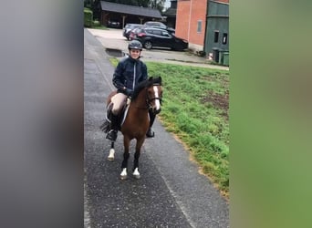 Welsh B, Gelding, 18 years, 12.2 hh, Brown