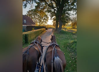Welsh B, Gelding, 18 years, 13.1 hh, Chestnut