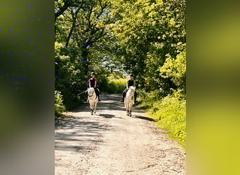 Welsh B, Gelding, 19 years, 12.2 hh, Grey