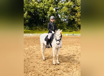 Welsh B, Gelding, 19 years, 12.2 hh, Grey