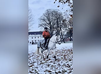 Welsh B, Gelding, 19 years, 12.2 hh, Grey