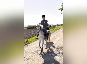 Welsh B, Gelding, 19 years, 12.2 hh, Grey