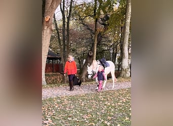 Welsh B, Gelding, 19 years, 12.2 hh, Grey