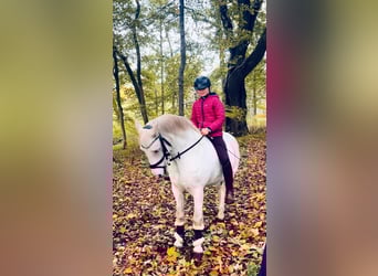 Welsh B, Gelding, 19 years, 12,2 hh, Grey