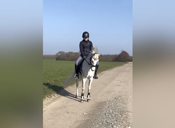 Welsh B, Gelding, 19 years, 12,2 hh, Grey