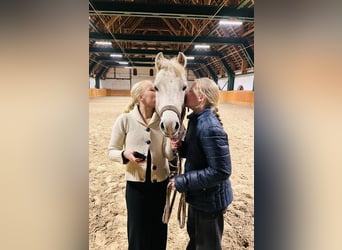 Welsh B, Gelding, 19 years, 12,2 hh, Grey