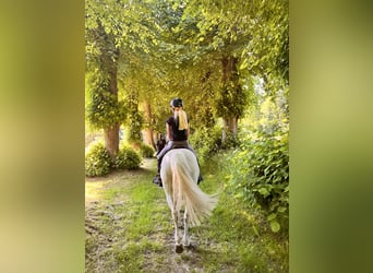 Welsh B, Gelding, 19 years, 12,2 hh, Grey