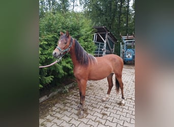 Welsh B, Gelding, 1 year, 11,2 hh, Brown