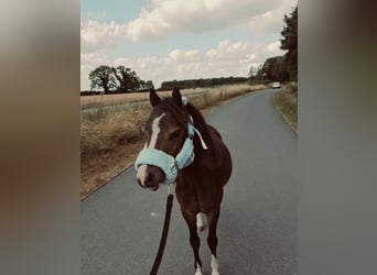 Welsh B, Gelding, 1 year, 11 hh, Brown