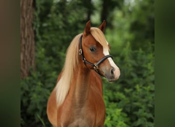 Welsh B, Gelding, 1 year, 12,1 hh, Chestnut-Red