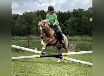Welsh B, Gelding, 21 years, 11,2 hh