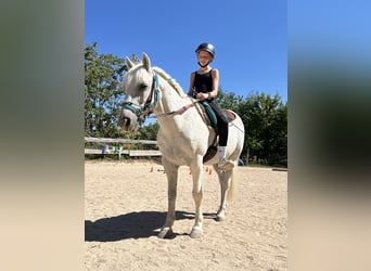 Welsh B, Gelding, 21 years, 13.1 hh, Grey
