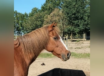 Welsh B Mix, Gelding, 25 years, 12.2 hh, Pinto
