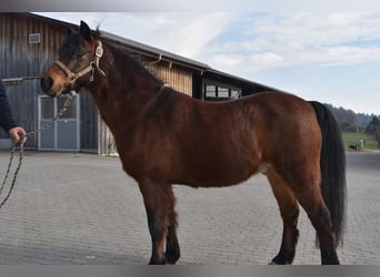 Welsh B, Gelding, 25 years, 12,2 hh, Brown