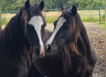 Welsh B, Gelding, 2 years, 12.1 hh, Black