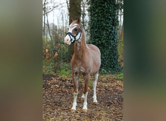 Welsh B, Gelding, 2 years, 12,1 hh