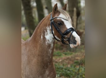 Welsh B, Gelding, 2 years, 12,1 hh