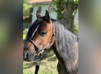 Welsh B, Gelding, 2 years, 12.2 hh, Brown