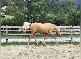 Welsh B Mix, Gelding, 2 years, 13.1 hh, Palomino