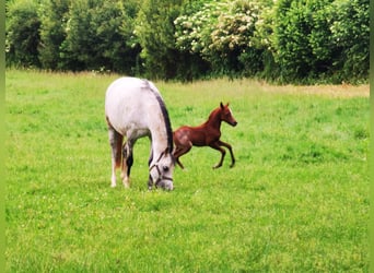 Welsh B, Gelding, 2 years, Roan-Blue