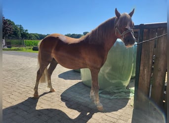 Welsh B Mix, Gelding, 3 years, 11,2 hh, Chestnut-Red