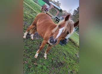 Welsh B Mix, Gelding, 3 years, 11,2 hh, Chestnut-Red