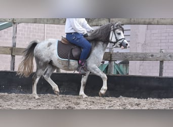 Welsh B, Gelding, 3 years, 11.2 hh, Grey Welsh B, Gelding, 3 years, 11.2 hh, Grey