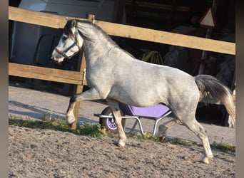 Welsh B, Gelding, 3 years, 11.2 hh, Grey Welsh B, Gelding, 3 years, 11.2 hh, Grey
