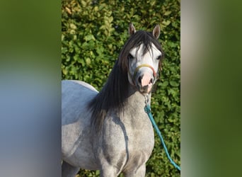 Welsh B, Gelding, 3 years, 11,2 hh, Grey