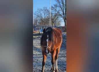 Welsh B, Gelding, 3 years, 12,1 hh, Brown