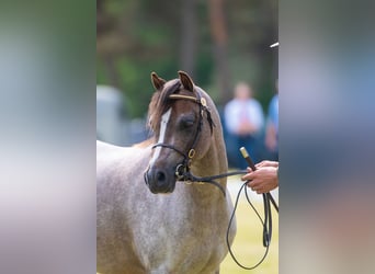 Welsh B, Gelding, 3 years, 12.1 hh, Gray-Red-Tan