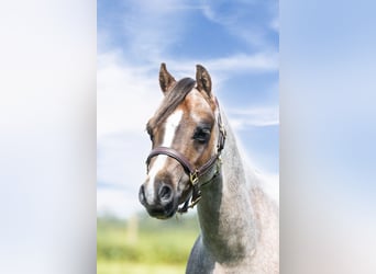 Welsh B, Gelding, 3 years, 12.1 hh, Gray-Red-Tan