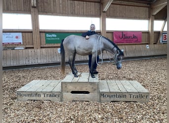 Welsh B, Gelding, 3 years, 12.2 hh, Bay