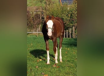 Welsh B, Gelding, 3 years, 12,2 hh, Chestnut-Red