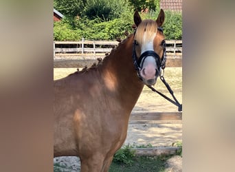 Welsh B, Gelding, 3 years, 12.2 hh, Chestnut-Red