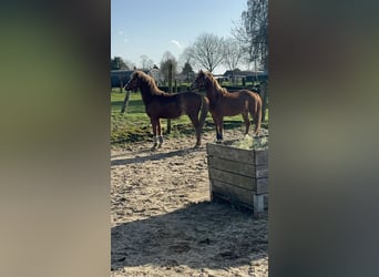 Welsh B, Gelding, 3 years, 12.2 hh, Chestnut-Red