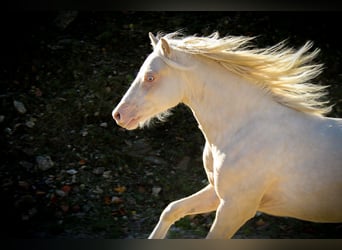 Welsh B, Gelding, 3 years, 12.2 hh, Cremello