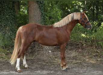 Welsh B, Gelding, 3 years, 12.3 hh, Chestnut-Red