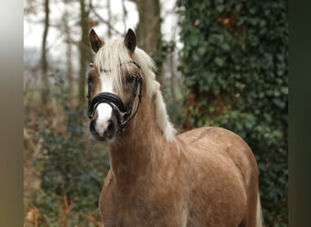 Welsh B, Gelding, 3 years, 12 hh, Palomino