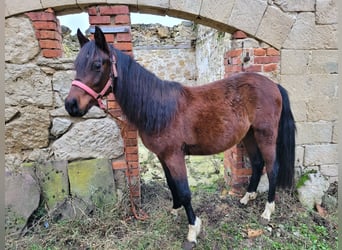 Welsh B, Gelding, 3 years, 12,1 hh, Brown