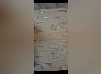 Welsh B, Gelding, 3 years, 12,1 hh, Grey