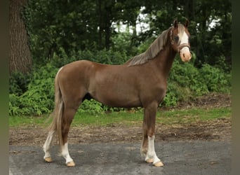 Welsh B, Gelding, 3 years, 12,2 hh, Chestnut-Red