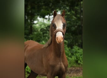 Welsh B, Gelding, 3 years, 12,2 hh, Chestnut-Red