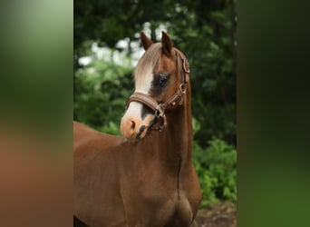 Welsh B, Gelding, 3 years, 12,2 hh, Chestnut-Red