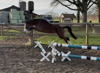 Welsh B, Gelding, 3 years, 12,3 hh, Brown