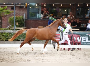 Welsh B, Gelding, 3 years, 13.1 hh, Chestnut-Red
