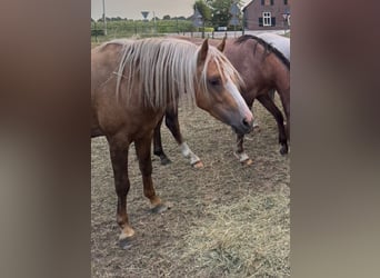Welsh B, Gelding, 3 years, 13.1 hh, Palomino