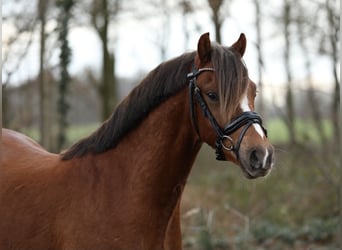 Welsh B, Gelding, 3 years, 13,1 hh