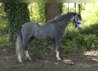 Welsh B, Gelding, 3 years, 13 hh, Grey